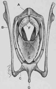 The Larynx, seen from above.