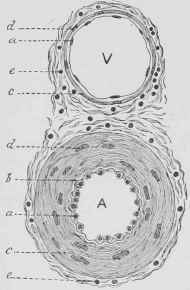 Transverse Section through a small Artery and Vein.