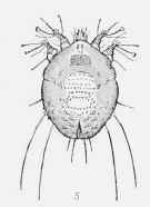 Acariasis Mange 5007