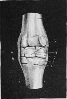 Anterior View of Knee Joint.