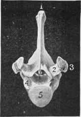 Dorsal Vertebra (Front View).