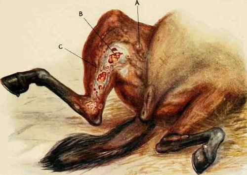 EPIZOOTIC LYMPHANGITIS.
