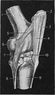 Femoro tihial Articulation or Stifle joint.