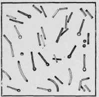 Fig. 219   Bacillus tetani.