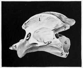 Fig. 3. AXIS (side view).