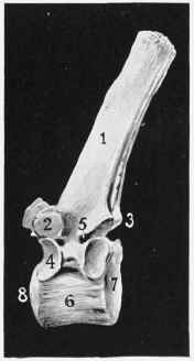 Fig. 5. DORSAL VERTEBRA,side view.