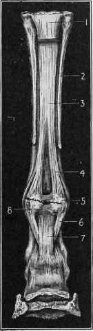 Fracture of the Sesamoid Bones.