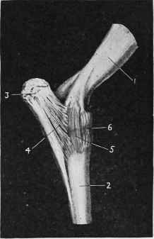 Humero radial or Elbow Joint.