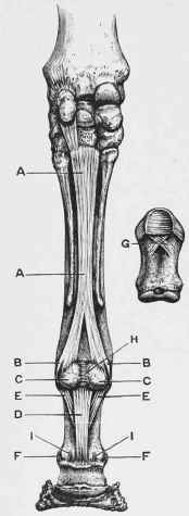 Ligaments of the Fetlock Joint.
