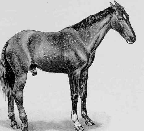 Maladie du Coit.