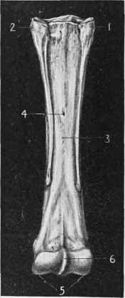 Metacarpal Bones (Posterior View).