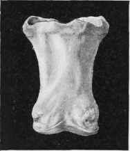Os Suffraginis or Large Pastern Bone.