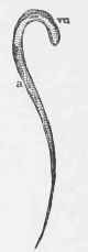 Oxyurus of Horse   Female (natural size).