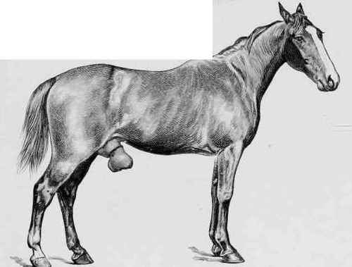 Paraphymosis.