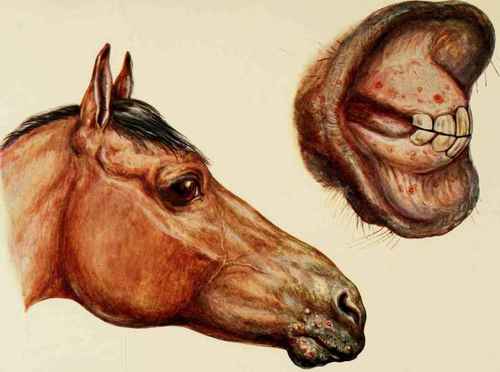STOMATITIS PUSTULOSUM.
