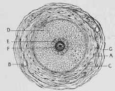 Section of Hair Follicle.