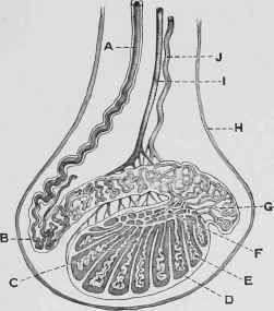 Section of Testis showing the arrangement of the Ducts composing the Testicle.