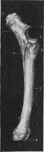 The Forearm: Radius and Ulna.