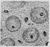 Transverse Section of Horn.