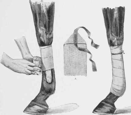 Bandaging a Fore Leg, showing the method of applying the bandage over a pad of cotton wool.
