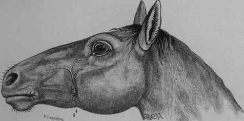 Fistula of the Parotid Duct.