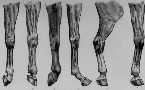 MALFORMATIONS OF THE LEGS.