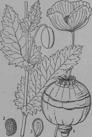 Opium Poppy (Paparer somniiferum).