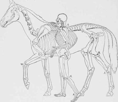 Comparative View of Skeletons of Man and Horse.