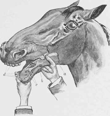 Examination of the Mouth.