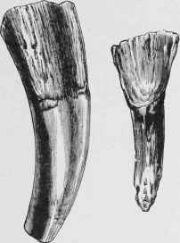 Permanent and Temporary Incisors of Horse.