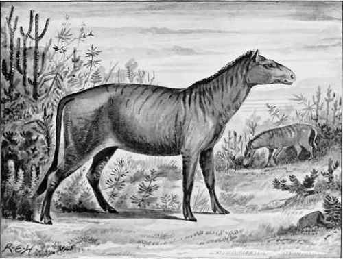 RESTORATION OF THE FOUR TOED ANCESTOR OF THE HORSE Protorohippus venticolus.