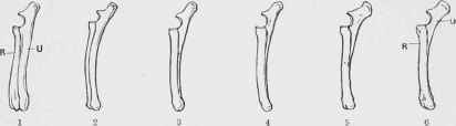 Radius (r) and Ulna (U) of Fossil Ancestors of the Horse.