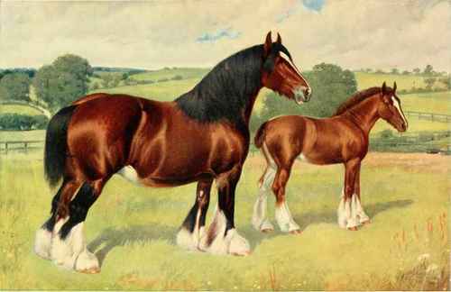 SHIRE MARE AND FOAL, WYKEHAM MABEL.
