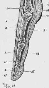 Section of Finger of Man.