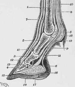 Section of Foot of Horse.