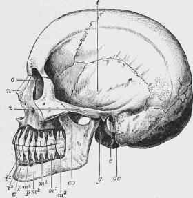 Side View of Skull of Man, with the bone removed so as to show the whole of the teeth.
