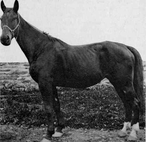 A desirable coach brood mare of good action and high spirits.