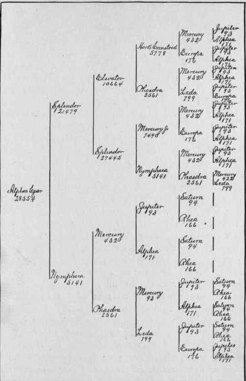 A marked ease of in and in breeding.
