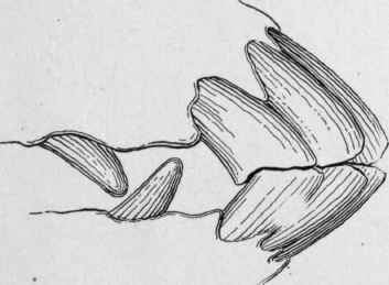 A side view from life of the nippers of an old timer.