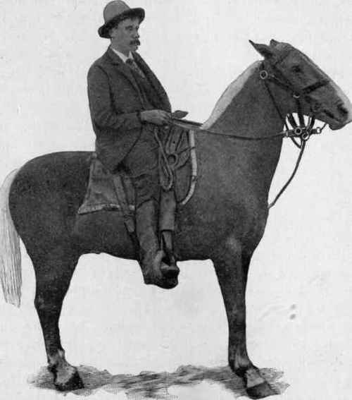 An improved mustang saddler.