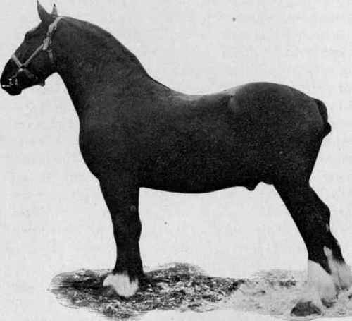 Borthwick. Imported Clydesdale stallion.