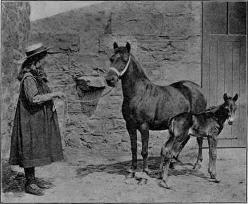 Champion Welsh pony mare.