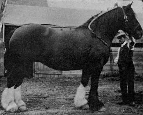 Clydesdale mare.