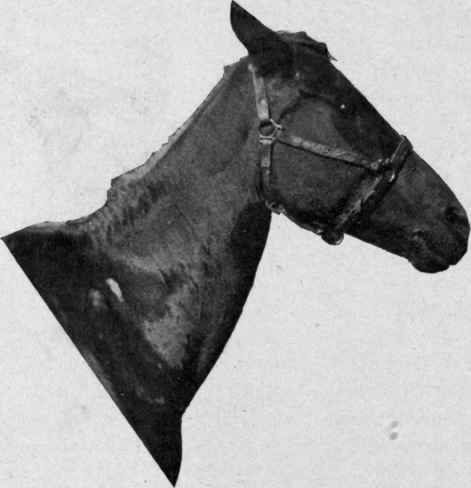 From a photograph. Beauty of form counts for much.