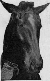 From a photograph. Such ears would condemn any horse.