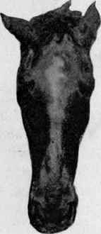 From a photograph. This shows bad breeding.