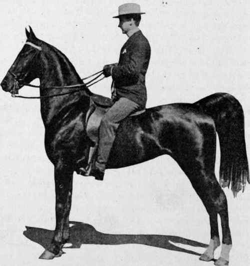 Gypsy Queen, a good saddler.