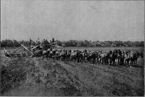 Harvesting. A five wheeled drag in action.
