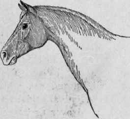 Hassan. An all embracing neck.