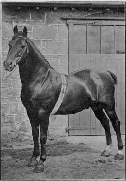 Julius Csesar II (5666).